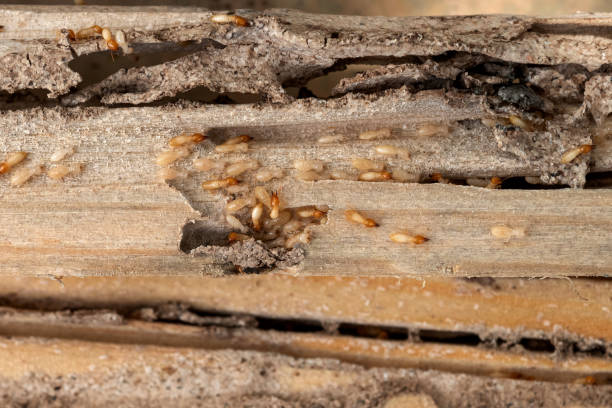 Best Pest Prevention Services  in Pleasant Hill, PA